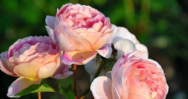 Зимостойкие сорта почвопокровных роз 82 фото как выбрать вьющиеся морозостойкие розы для Подмосковья Особенности плетистых и других сортов цветущих все лето